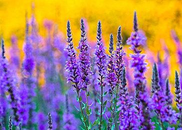 《瘟疫传说：安魂曲》达到新里程碑：玩家超300万