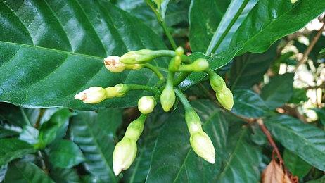 《圣剑传说Visions of Mana》全新角色和“精灵器”详情解禁！